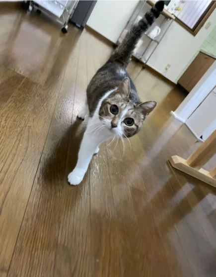 愛犬・愛猫と暮らす家 TSURUSE HOUSE