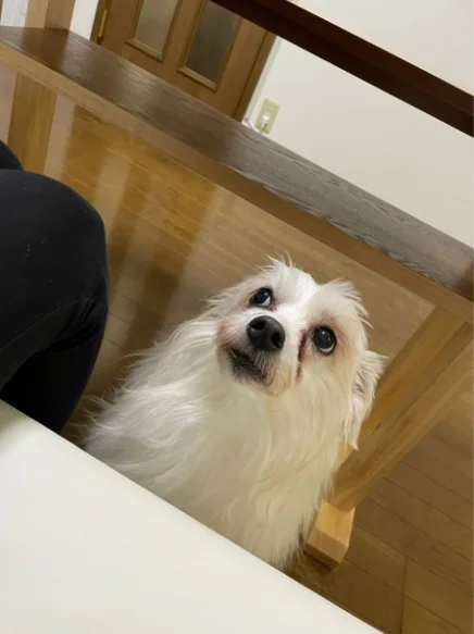 愛犬・愛猫と暮らす家 TSURUSE HOUSE