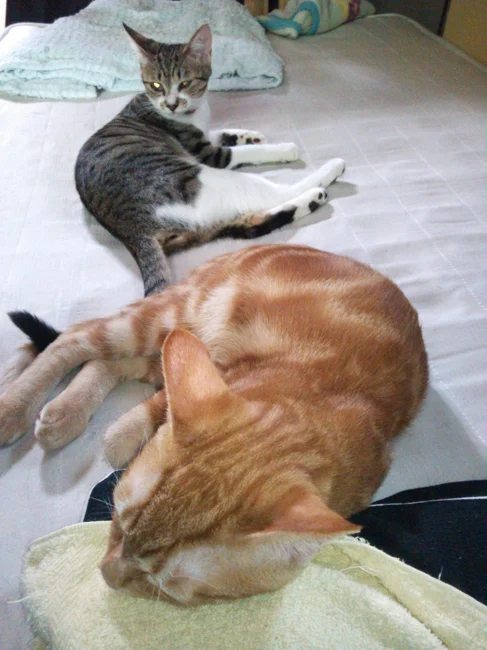 ペット施設の充実ハウス