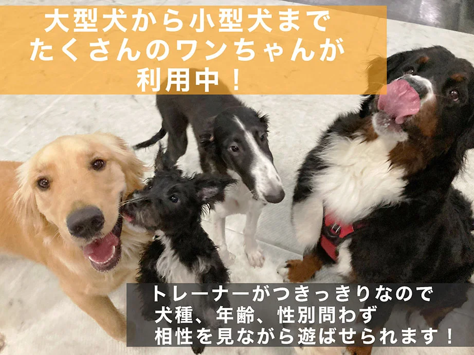 ペット施設の充実ハウス