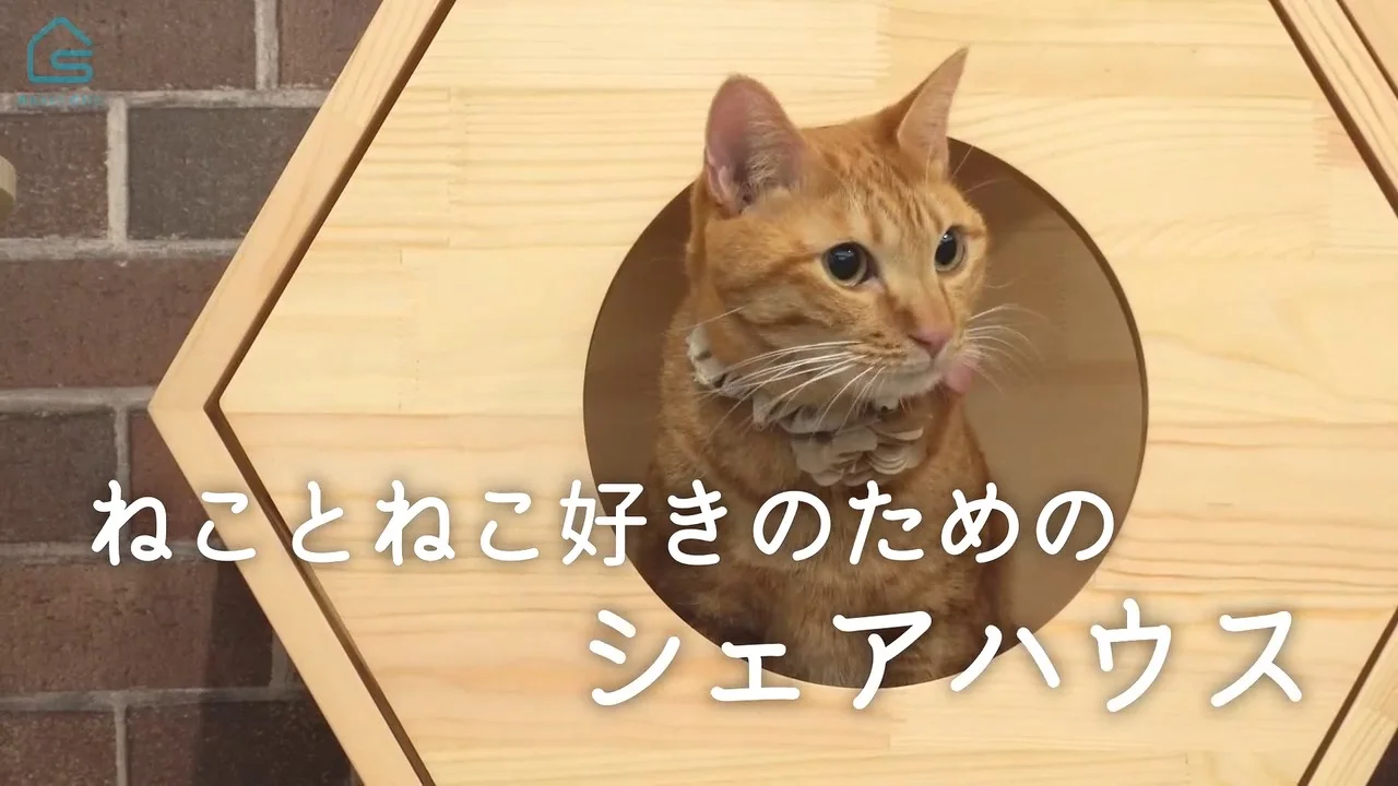 にゃんこの森横浜 の紹介動画
