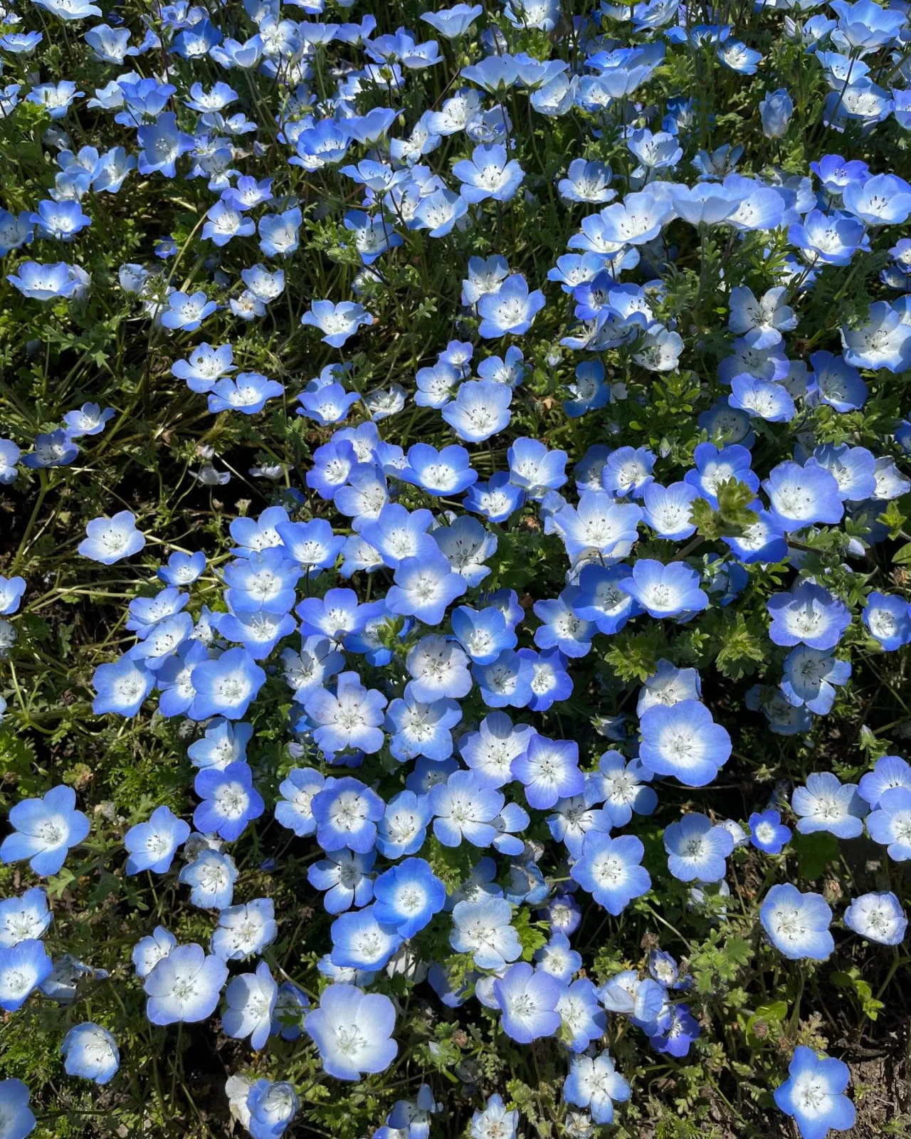 Snap photo of First House Takaido Suginami — This spring, residents of First House Takaido Suginami took 