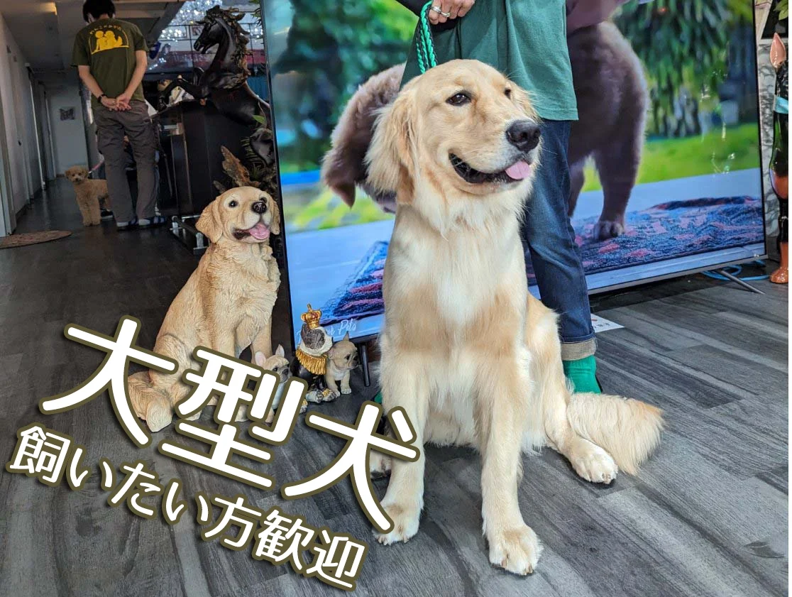 重量鉄骨で耐震性抜群・ジム付きペット可のシェアハウス のスナップ写真 — 大型犬も大歓迎！ ワンちゃんを飼っている方、飼いたい方のためのシェアハウスです