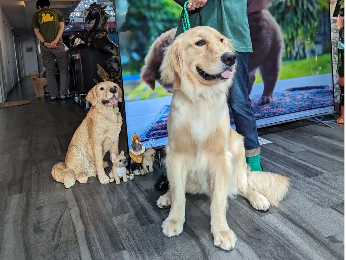 重量鉄骨で耐震性抜群・ジム付きペット可のシェアハウス のスナップ写真 — 大型犬も大歓迎！ ワンちゃんを飼っている方、飼いたい方のためのシェアハウスです