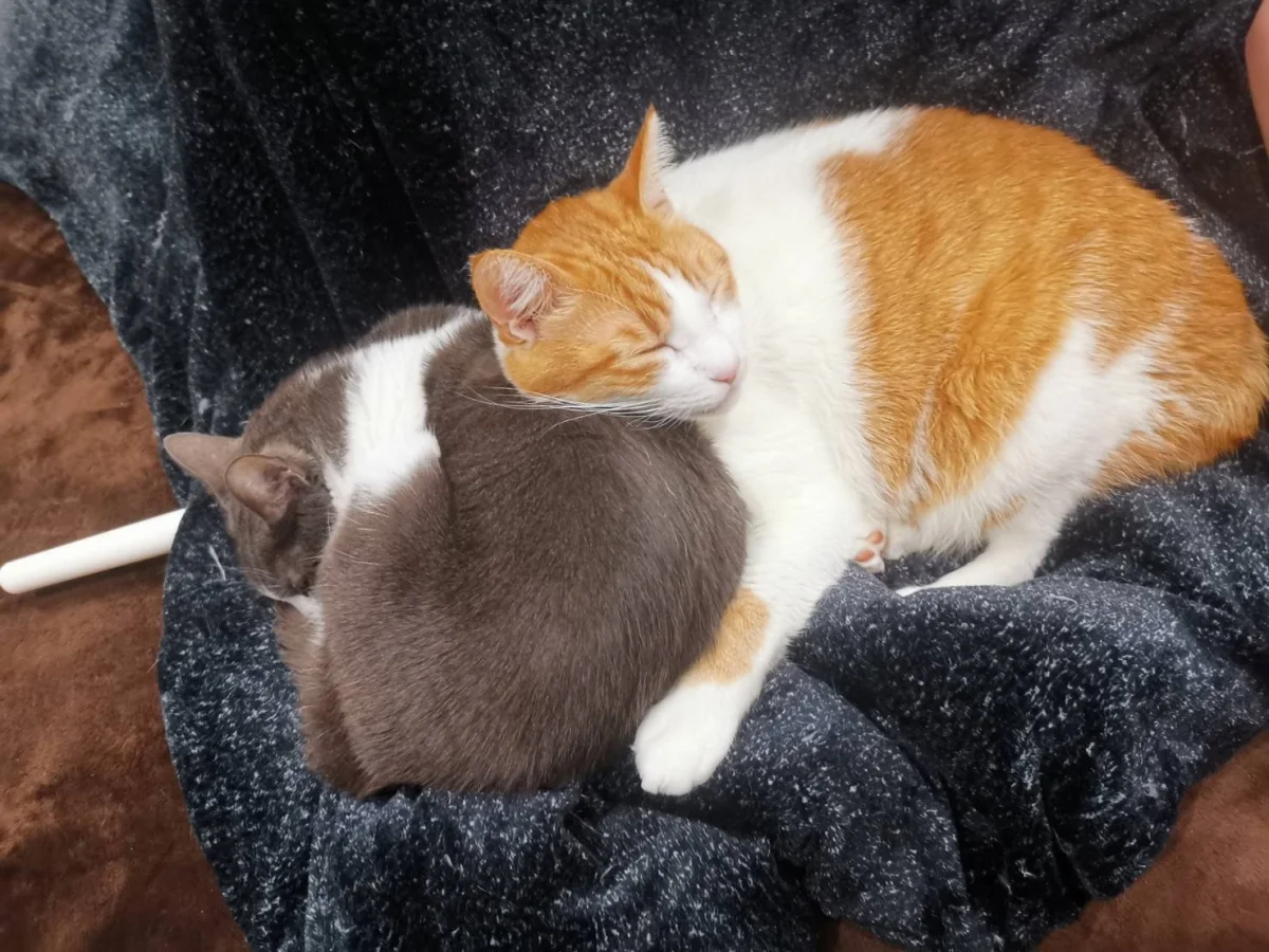 シェアハウスミネット北野田 のスナップ写真 — ※この子たちはオーナー家の猫ちゃんです