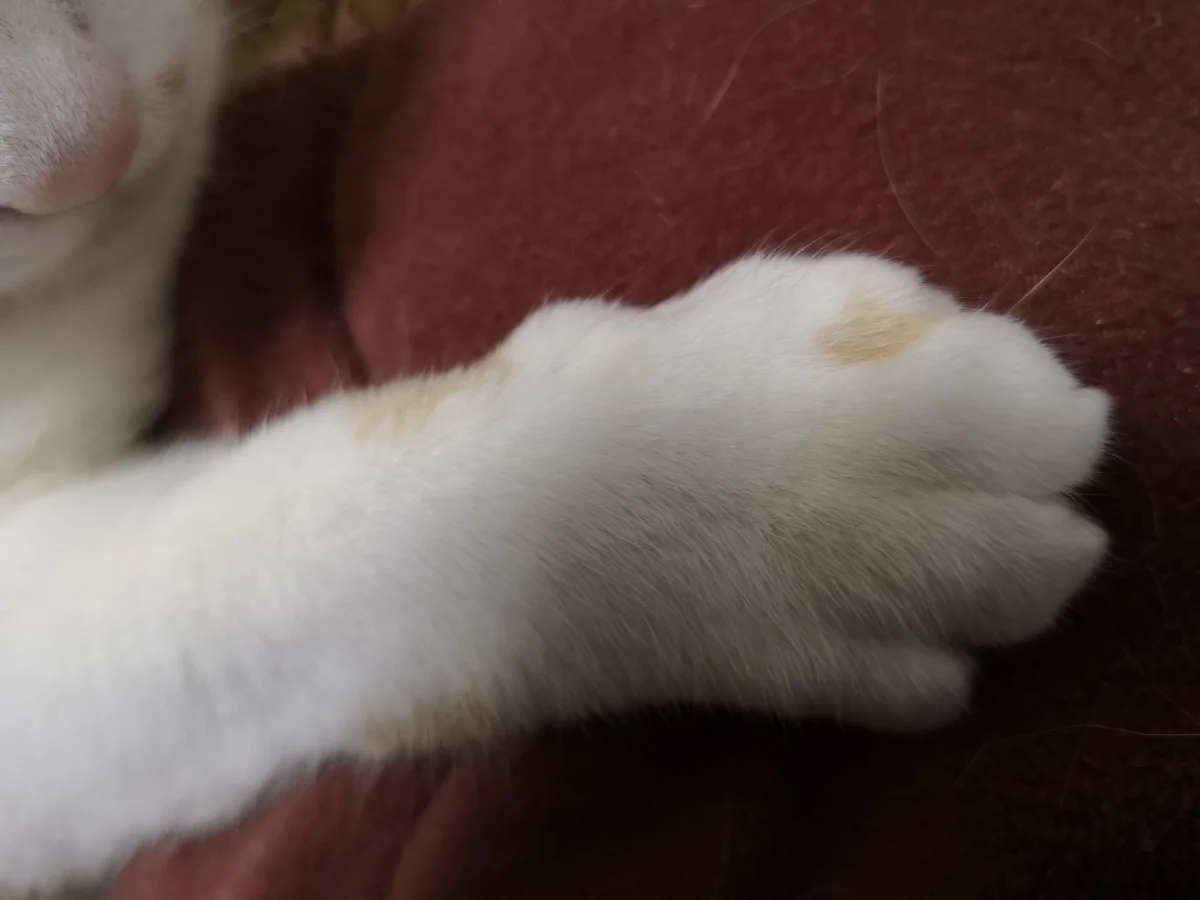 シェアハウスミネット北野田 のスナップ写真 — 猫の手 ※オーナーの猫ちゃんです
