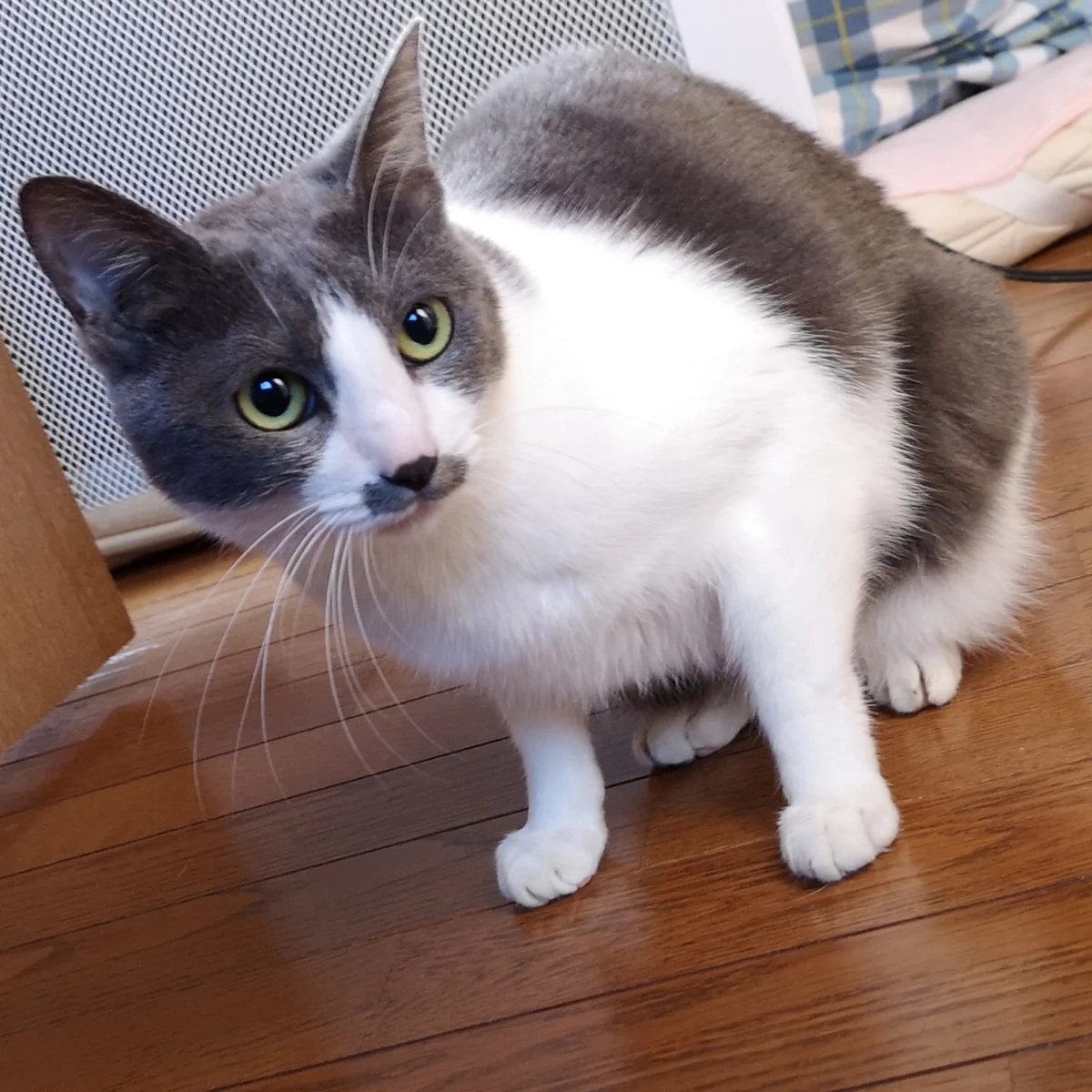 シェアハウスミネット北野田 のスナップ写真 — オーナー家の猫ちゃん