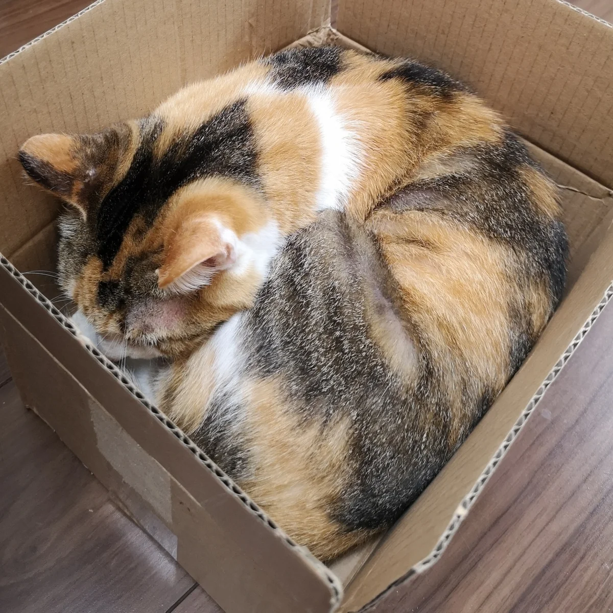 シェアハウスミネット北野田 のスナップ写真 — 猫シェアハウスイメージ この子はオーナー家の猫ちゃんです。
