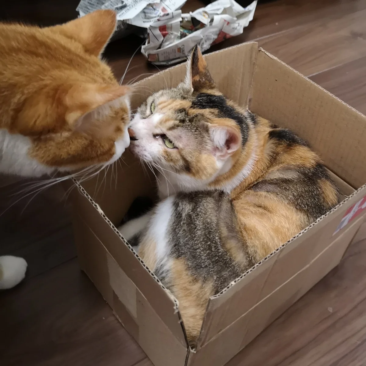 シェアハウスミネット北野田 のスナップ写真 — 猫シェアハウスイメージ この子はオーナー家の猫ちゃんです。