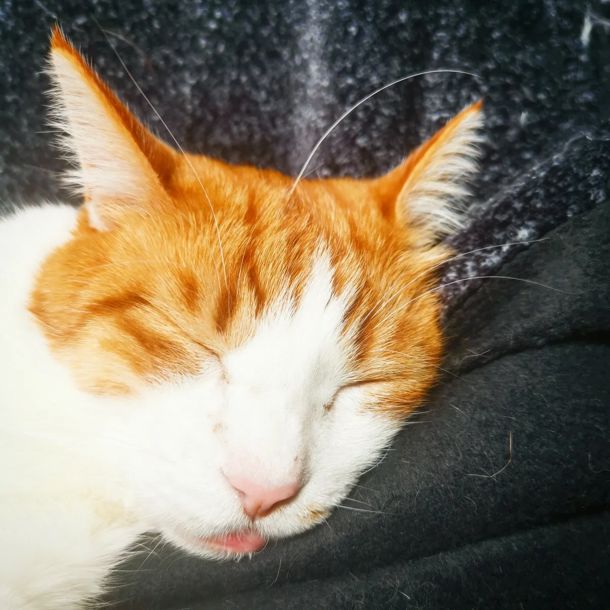 シェアハウスミネット北野田 のスナップ写真 — オーナーの猫ちゃん。落ちてた猫髭を頭に立てたところ。それでも起きない