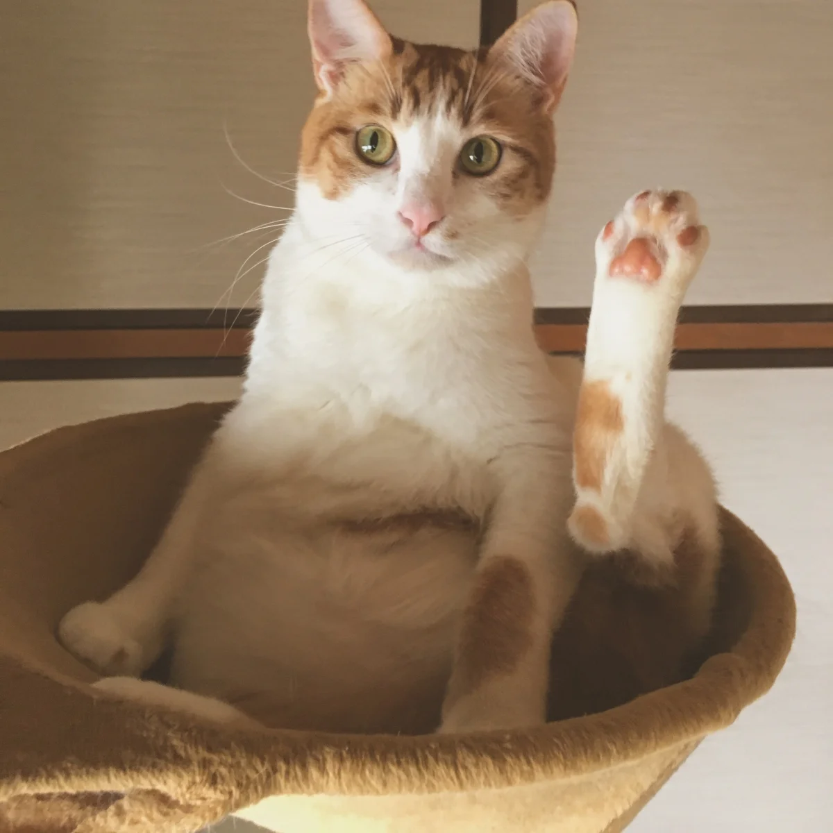 シェアハウスミネット北野田 のスナップ写真 — ハンモックが気持ちいいにゃん！