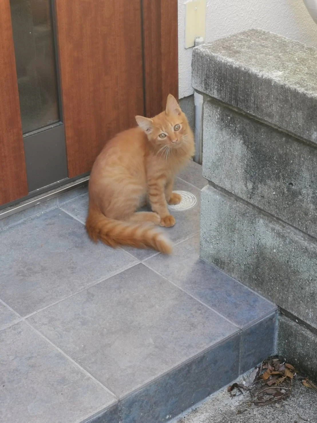 シェアハウスミネット北野田 のスナップ写真 — 保護猫ちゃんです