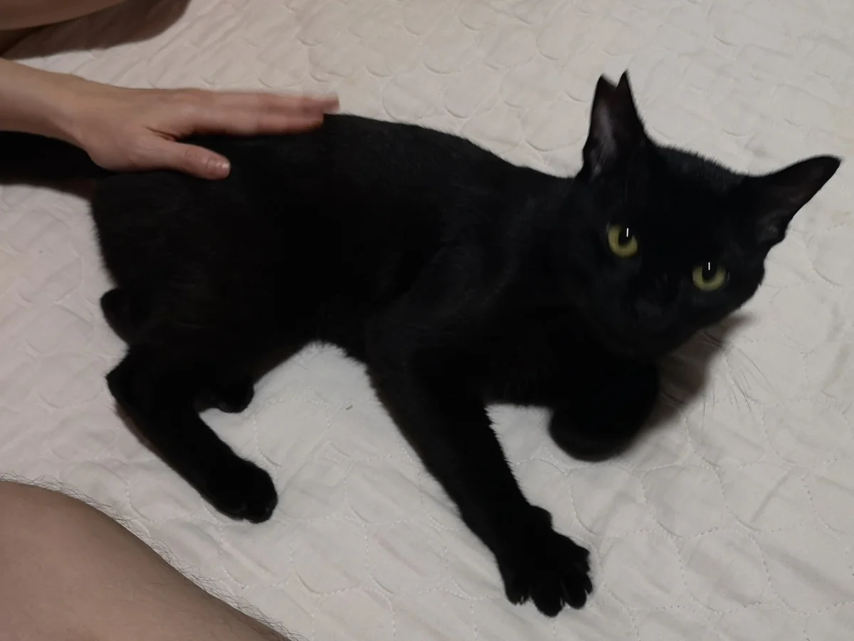 シェアハウスミネット北野田 のスナップ写真 — 今月保護した黒猫ちゃん とっても甘えん坊です