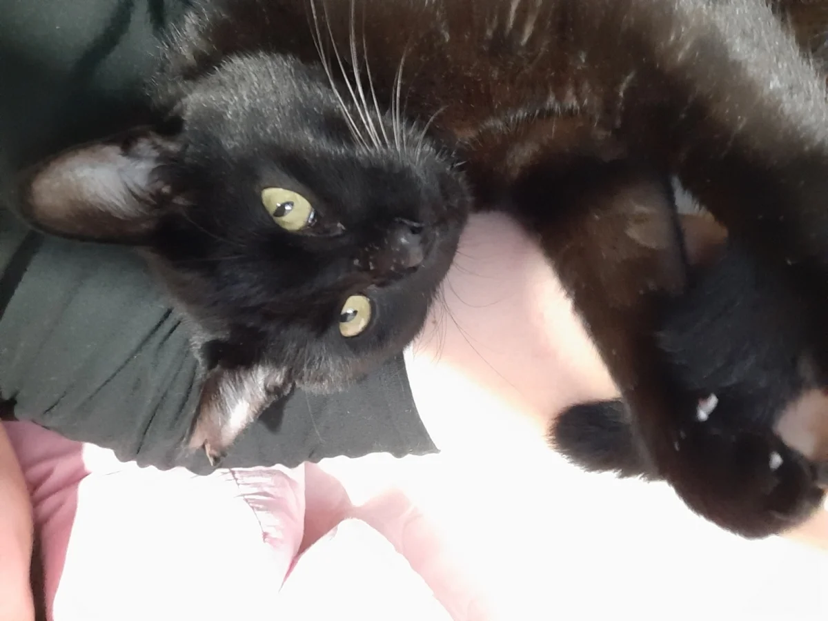 シェアハウスミネット北野田 のスナップ写真 — 保護されてすぐ甘えたの黒猫ちゃん