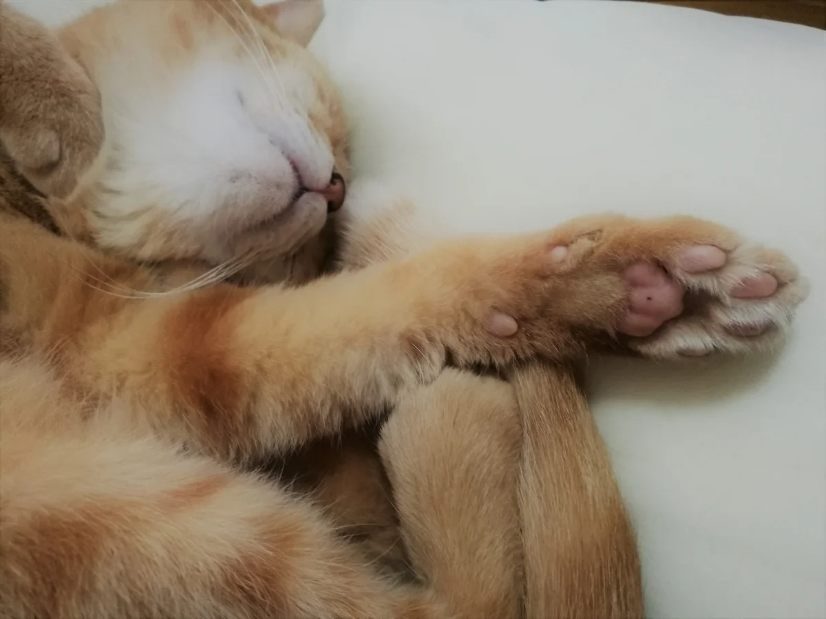 シェアハウスミネット北野田 のスナップ写真 — オーナーの猫ちゃん 肉球がとってもかわいいのです