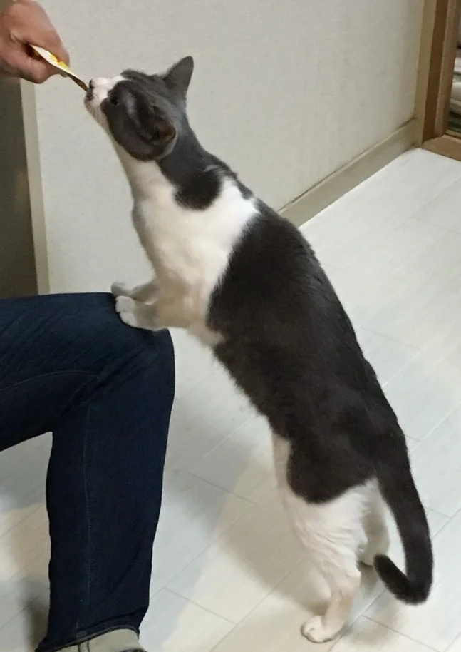 シェアハウスミネット北野田 のスナップ写真 — みんな大好きちゅ～る 怖がりの子も出てきてくれました♪