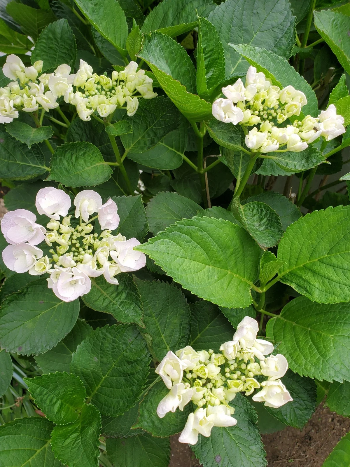 T-BASE のスナップ写真 — お庭の紫陽花がかわいい～♪ 4人だけのハウスです(*^▽^*) 鶴見T-BASEは川崎にも横浜にも すぐに出れて都内にも