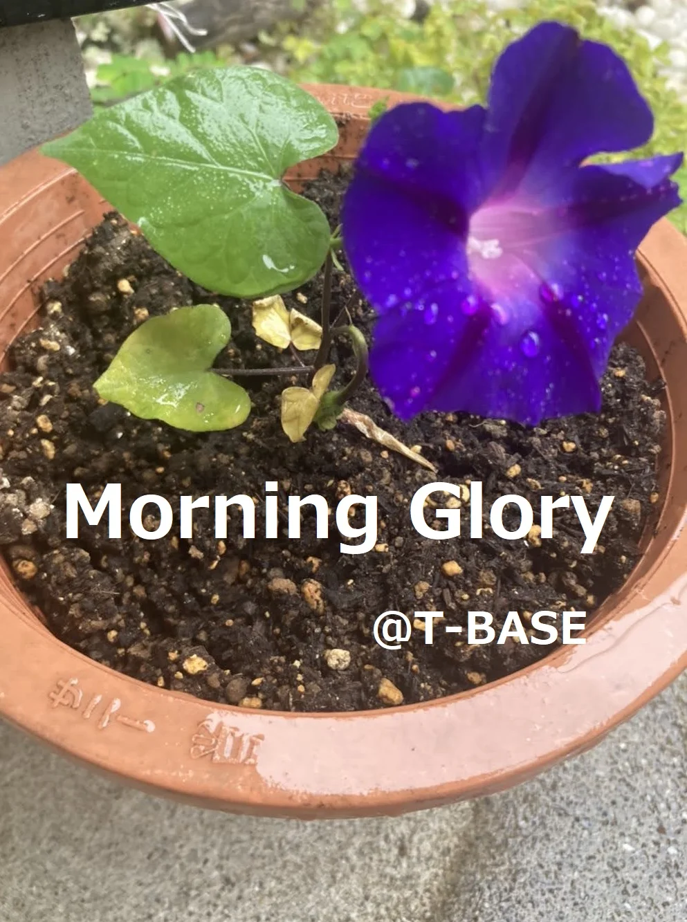 T-BASE のスナップ写真 — お庭の紫陽花もかわいいですが 朝顔もハートでかわいい～♪♪ 緑も豊かな4人だけのハウスで キッチンも広くて快適です(*^