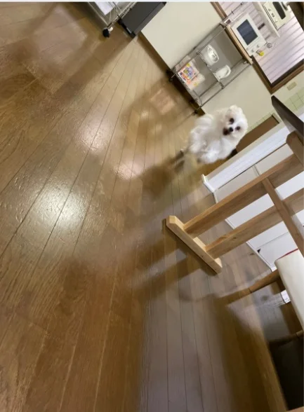 愛犬・愛猫と暮らす家 TSURUSE HOUSE のスナップ写真