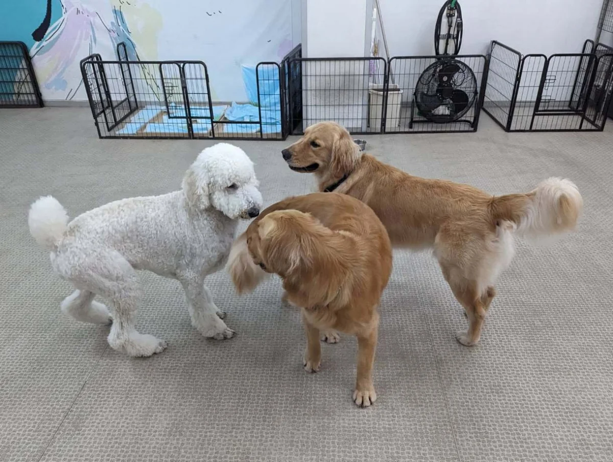 ペット施設の充実ハウス のスナップ写真 — 大型犬を飼っている方、飼いたい方のためのシェアハウスです
