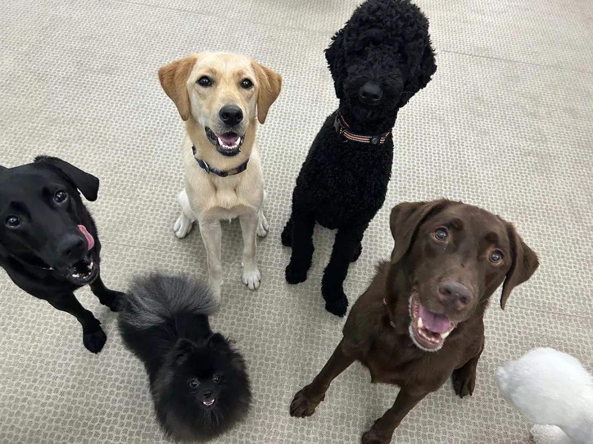 ペット施設の充実ハウス のスナップ写真 — 大型犬を飼っている方、飼いたい方のためのシェアハウスです