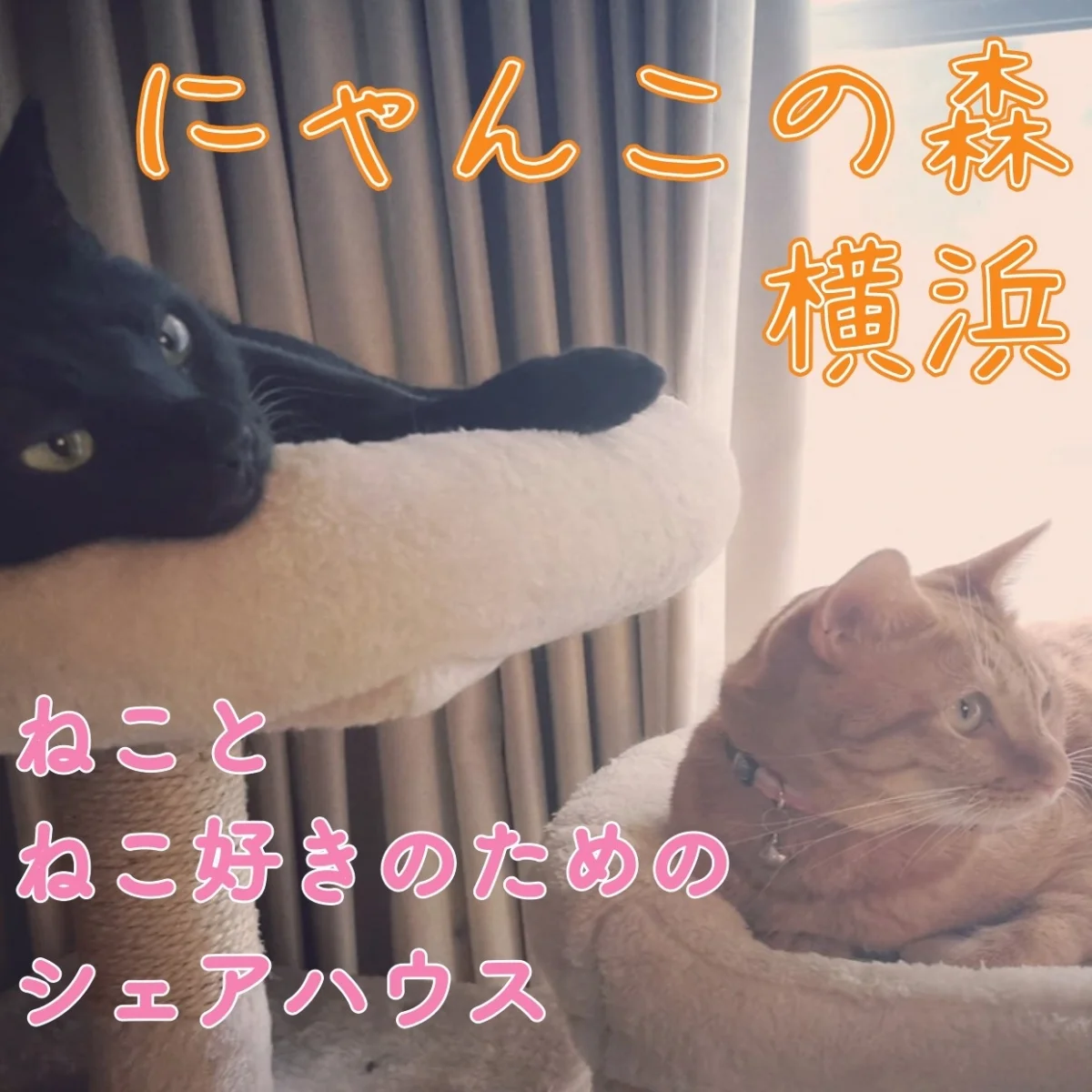 にゃんこの森横浜 のスナップ写真 — 2023年1月に国内最大級の猫シェアハウスが横浜にOPENします。 10月よりオンライン説明会、入居予約受付開始中です。