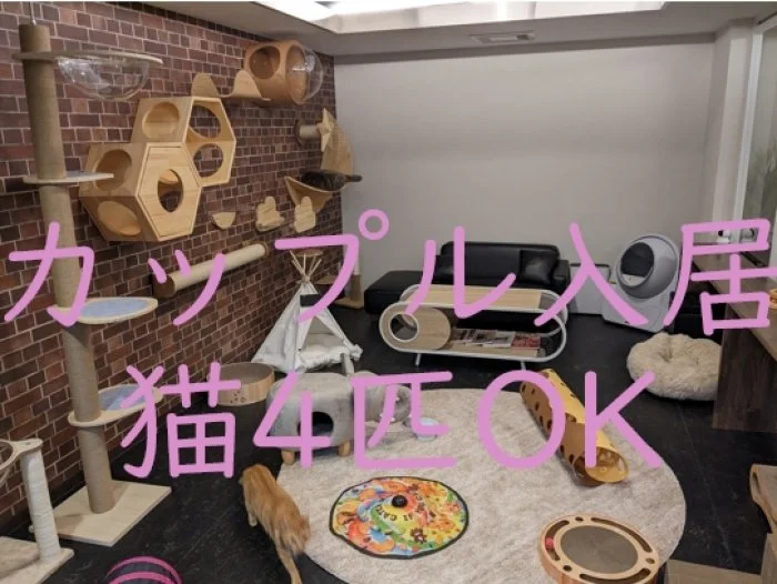 にゃんこの森横浜 のスナップ写真 — 猫最大4匹まで一緒に入居できる12畳（20㎡）の広いお部屋で空室が発生しました！ カップル2名入居限定です。 シェアハウ