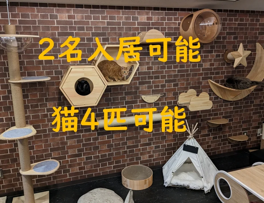 にゃんこの森横浜 のスナップ写真 — 猫最大4匹まで一緒に入居できる12畳（20㎡）の広いお部屋で空室が発生しました！ カップル2名入居限定です。 シェアハウ