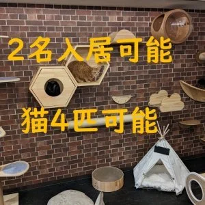 にゃんこの森横浜 のスナップ写真 — 猫最大4匹まで一緒に入居できる12畳（20㎡）の広いお部屋で空室が発生しました！ カップル2名入居限定です。 シェアハウ