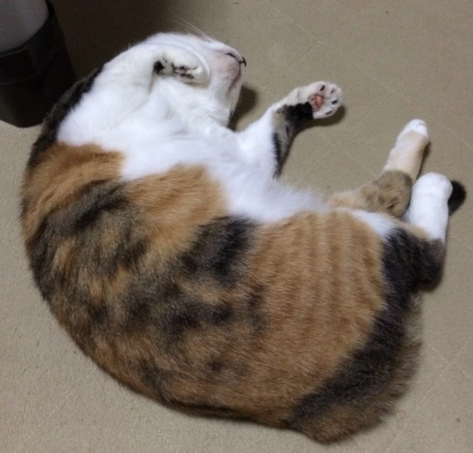 猫シェアハウスミネット大阪尼崎 のスナップ写真