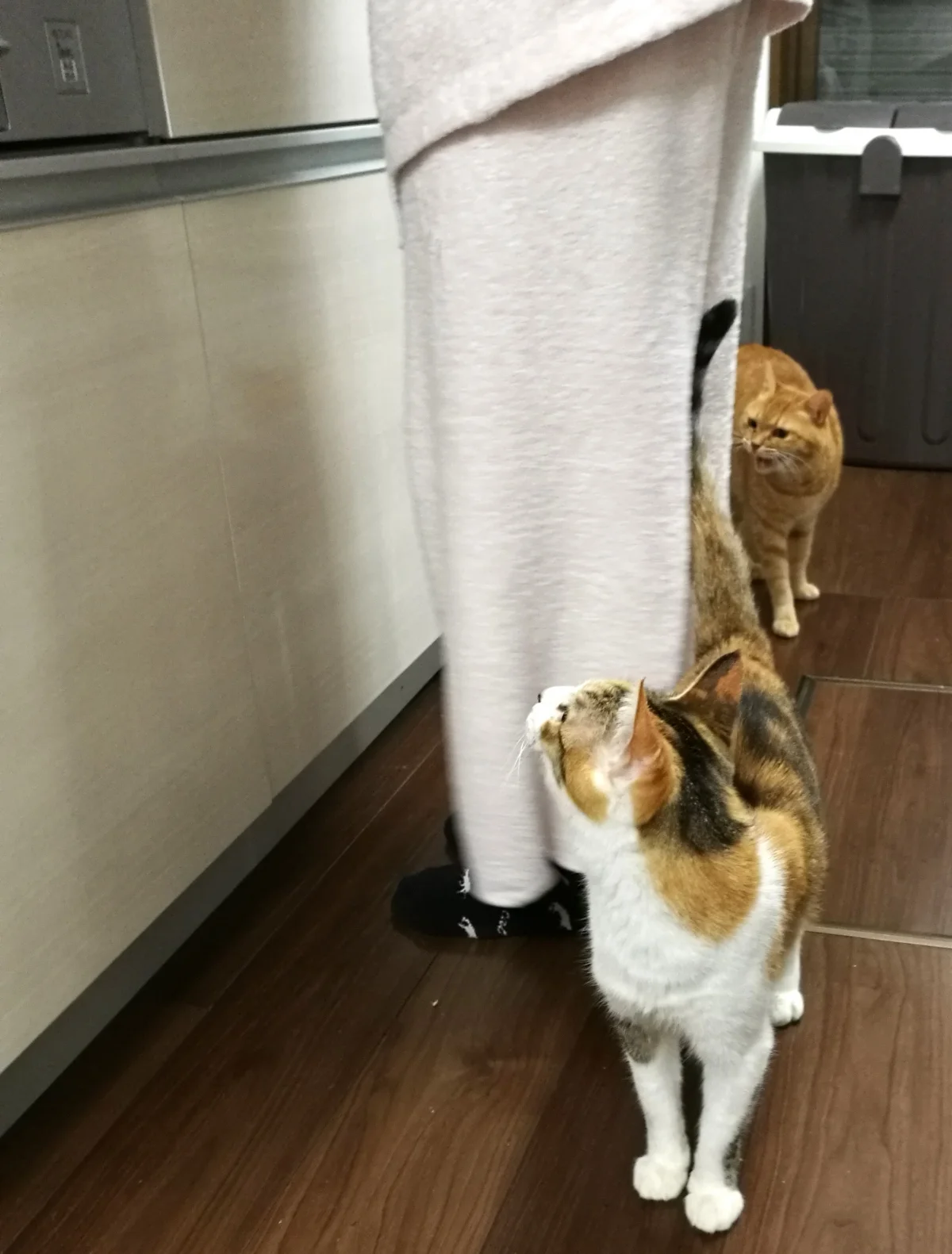 猫シェアハウスミネット大阪尼崎 のスナップ写真
