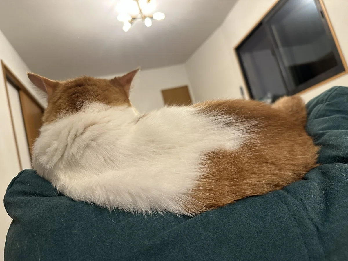 猫シェアハウスミネット大阪尼崎 のスナップ写真