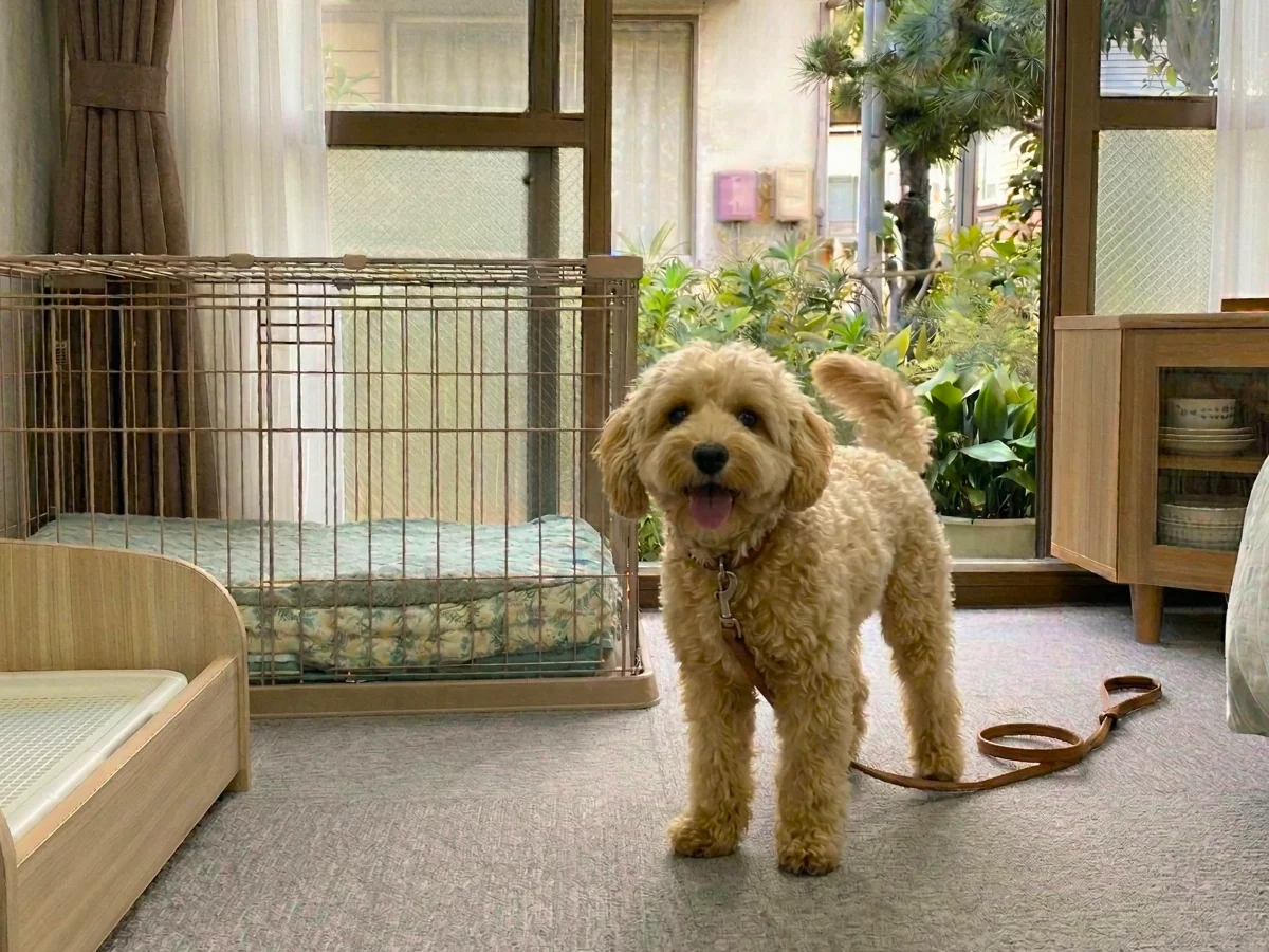 ペット共生型シェアハウス しっぽテラス横須賀 のスナップ写真 — 大きな窓のそばに置かれた犬用ゲージや家具が見える室内。ペット共生型シェアハウス しっぽテラス横須賀では、小型冷蔵庫や猫用