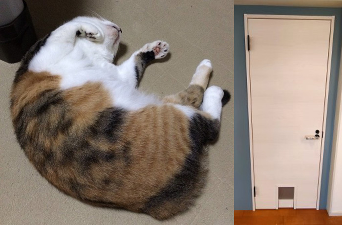 ペットOKのシェアハウス