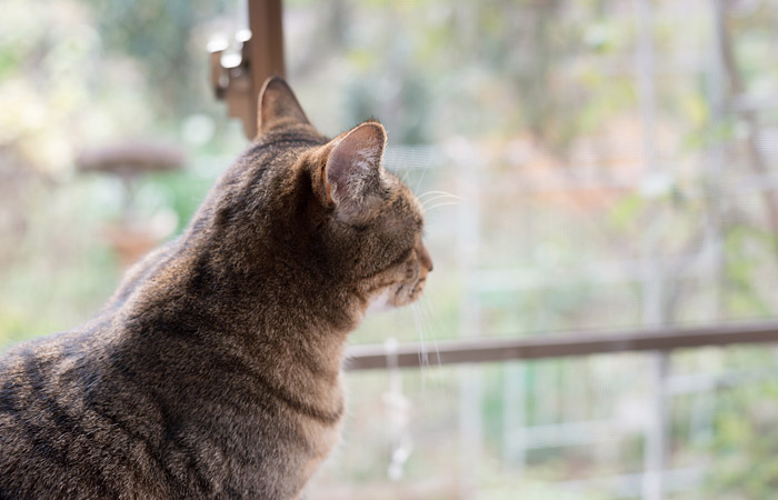 猫との生活も