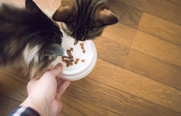 猫と暮らす